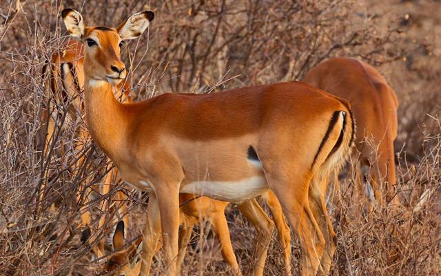 africa-e-oceano-indiano (16).jpg